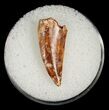 Large Raptor Tooth From Morocco #5060-1